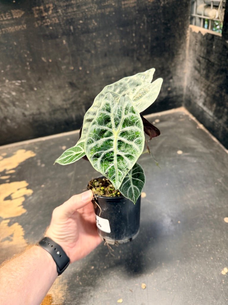 Handpicked 86 - Alocasia Longiloba [syn. Alocasia Watsoniana] - Lightning - Double Planted - 100mm Pot | Uprooted