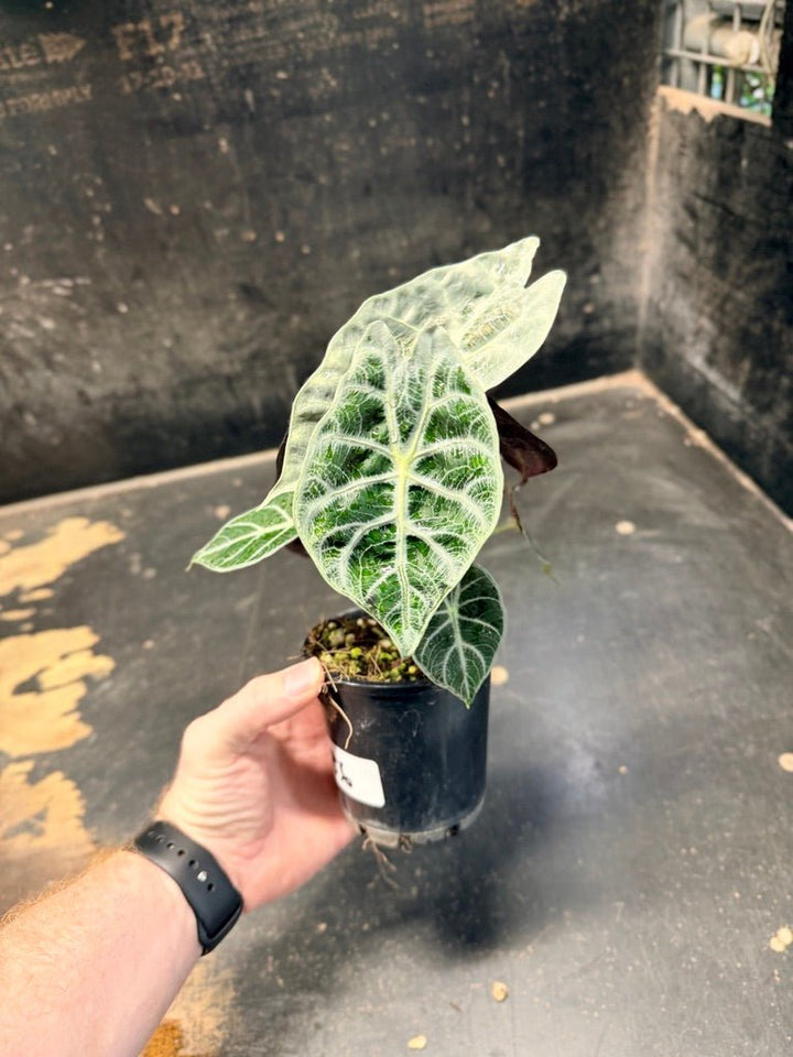 Handpicked 86 - Alocasia Longiloba [syn. Alocasia Watsoniana] - Lightning - Double Planted - 100mm Pot | Uprooted
