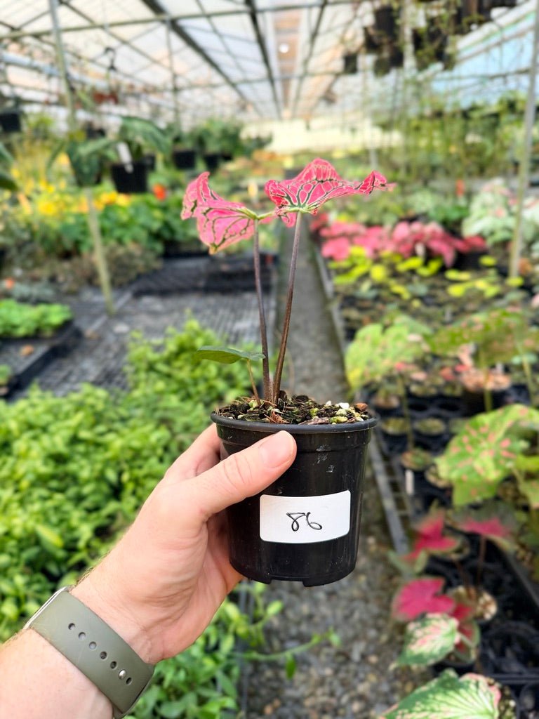 Handpicked 86 - Caladium Bicolor - Thai Beauty | Uprooted