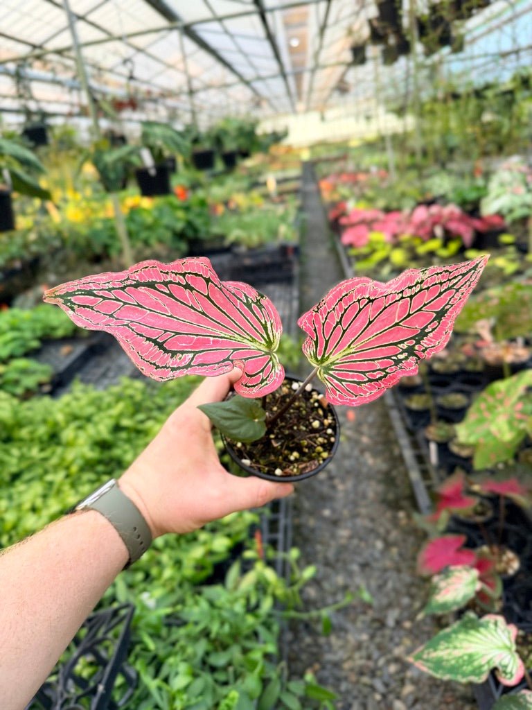 Handpicked 86 - Caladium Bicolor - Thai Beauty | Uprooted