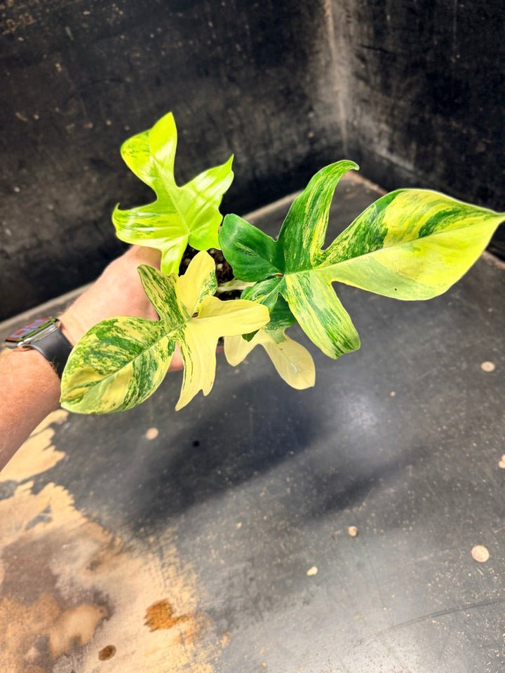 Handpicked 87 - Philodendron Pedatum Florida Beauty - 100mm Pot | Uprooted