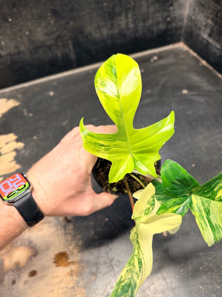 Handpicked 87 - Philodendron Pedatum Florida Beauty - 100mm Pot | Uprooted