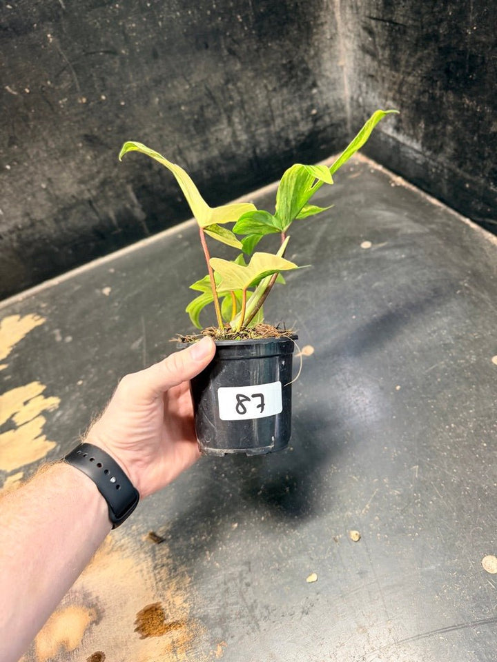 Handpicked 87 - Philodendron Pedatum Florida Beauty - 100mm Pot | Uprooted