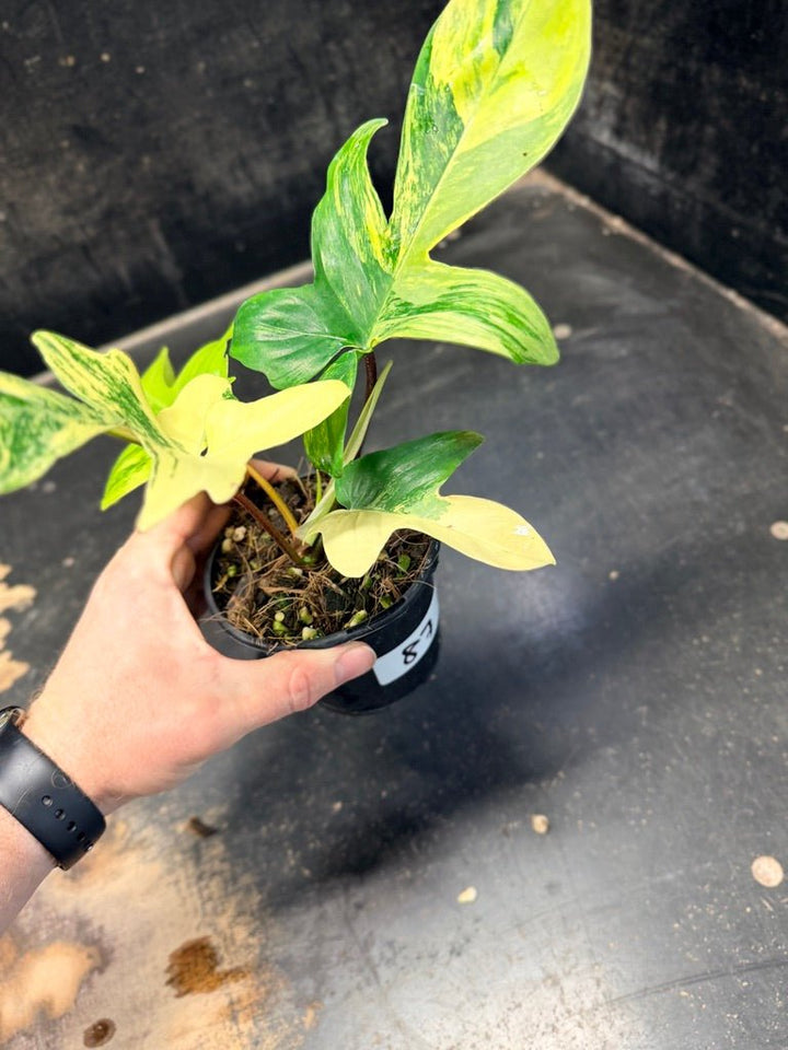 Handpicked 87 - Philodendron Pedatum Florida Beauty - 100mm Pot | Uprooted