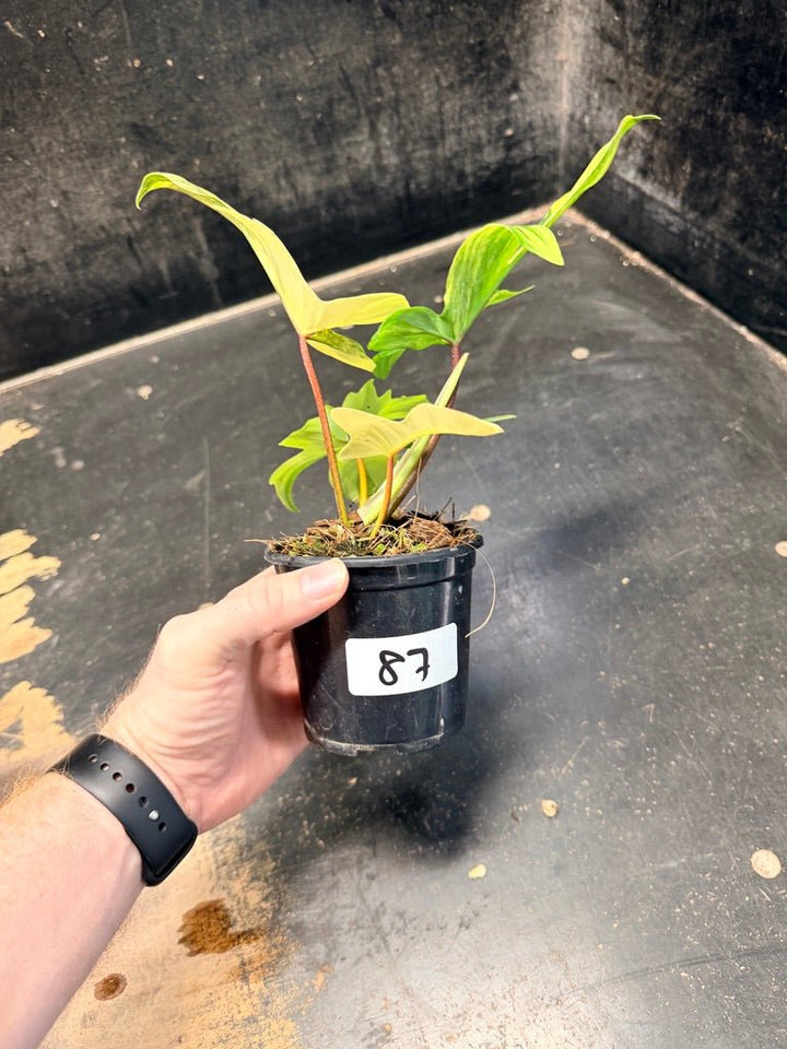 Handpicked 87 - Philodendron Pedatum Florida Beauty - 100mm Pot | Uprooted