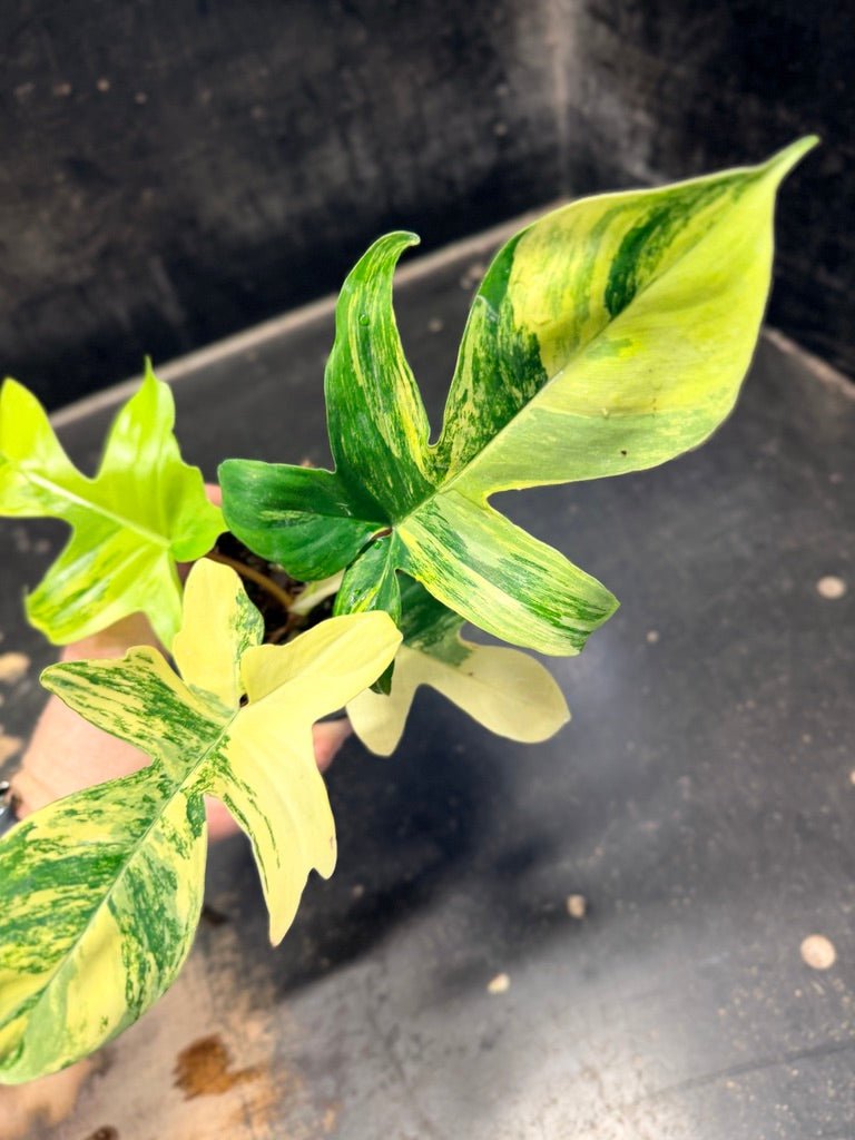 Handpicked 87 - Philodendron Pedatum Florida Beauty - 100mm Pot | Uprooted