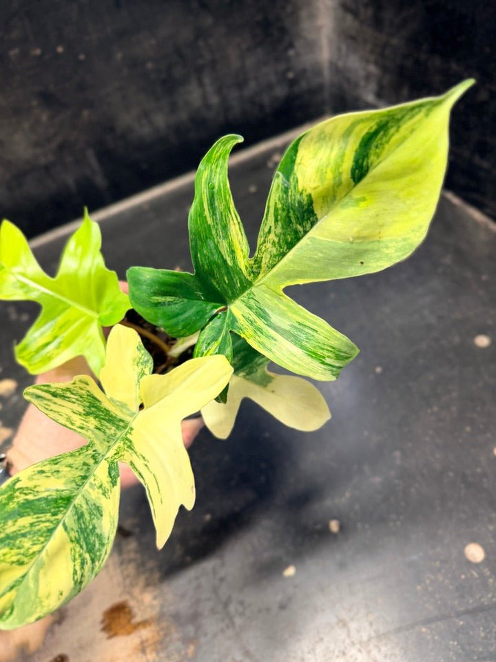 Handpicked 87 - Philodendron Pedatum Florida Beauty - 100mm Pot | Uprooted