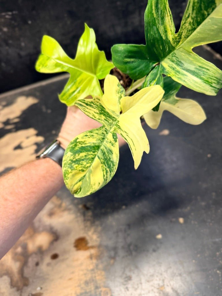 Handpicked 87 - Philodendron Pedatum Florida Beauty - 100mm Pot | Uprooted