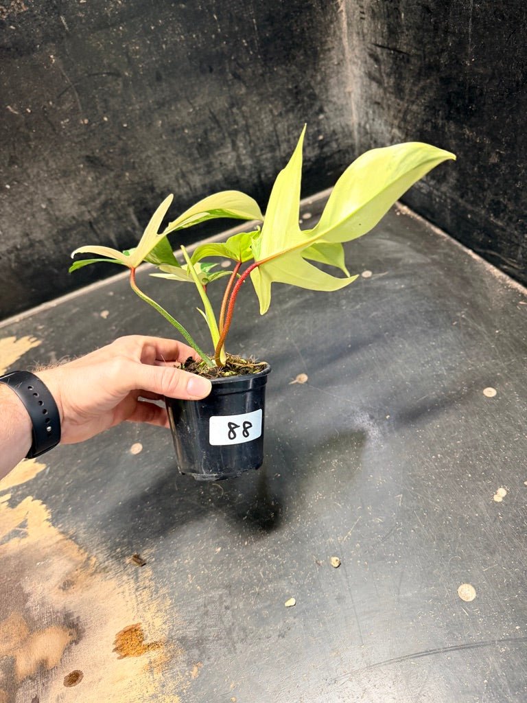Handpicked 88 - Philodendron Pedatum Florida Beauty - 100mm Pot | Uprooted