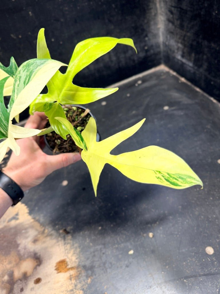 Handpicked 88 - Philodendron Pedatum Florida Beauty - 100mm Pot | Uprooted
