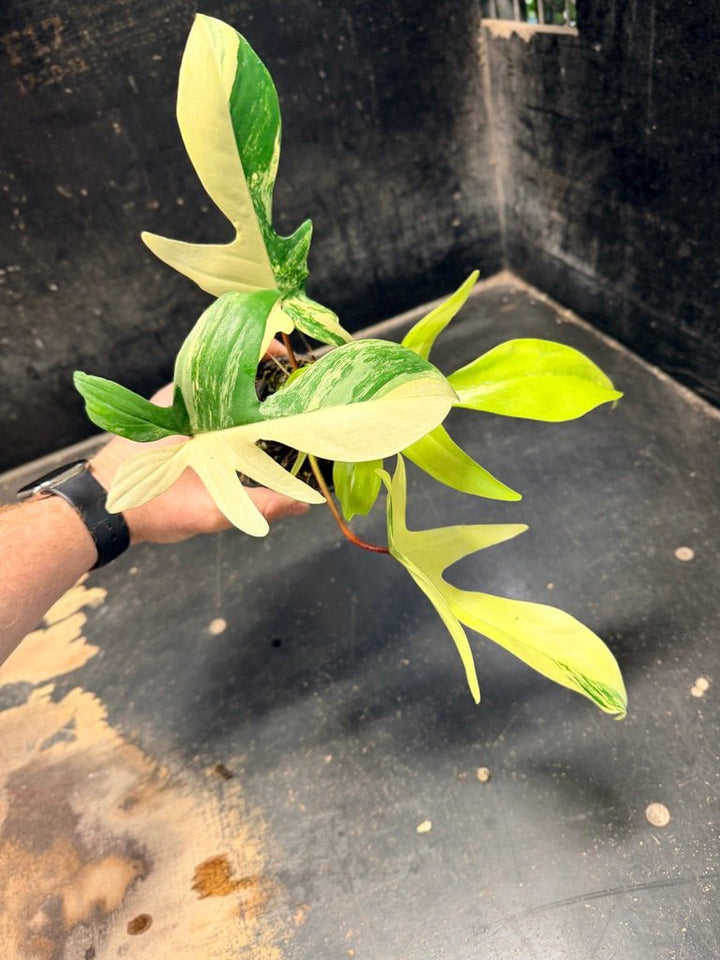 Handpicked 88 - Philodendron Pedatum Florida Beauty - 100mm Pot | Uprooted