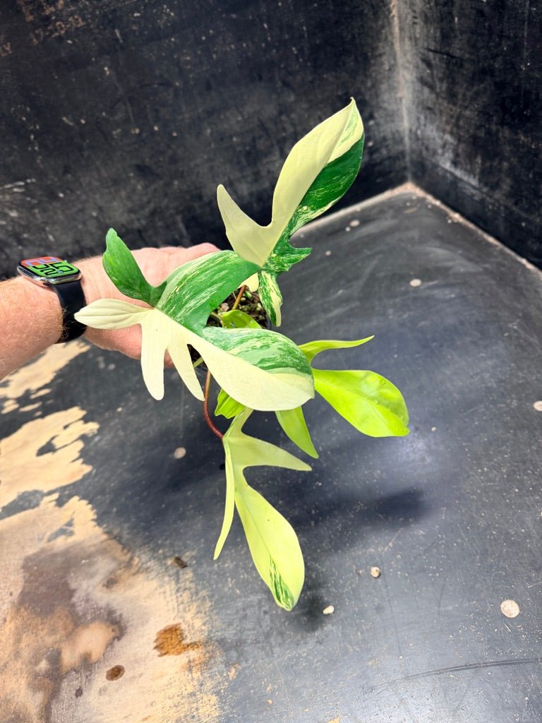 Handpicked 88 - Philodendron Pedatum Florida Beauty - 100mm Pot | Uprooted