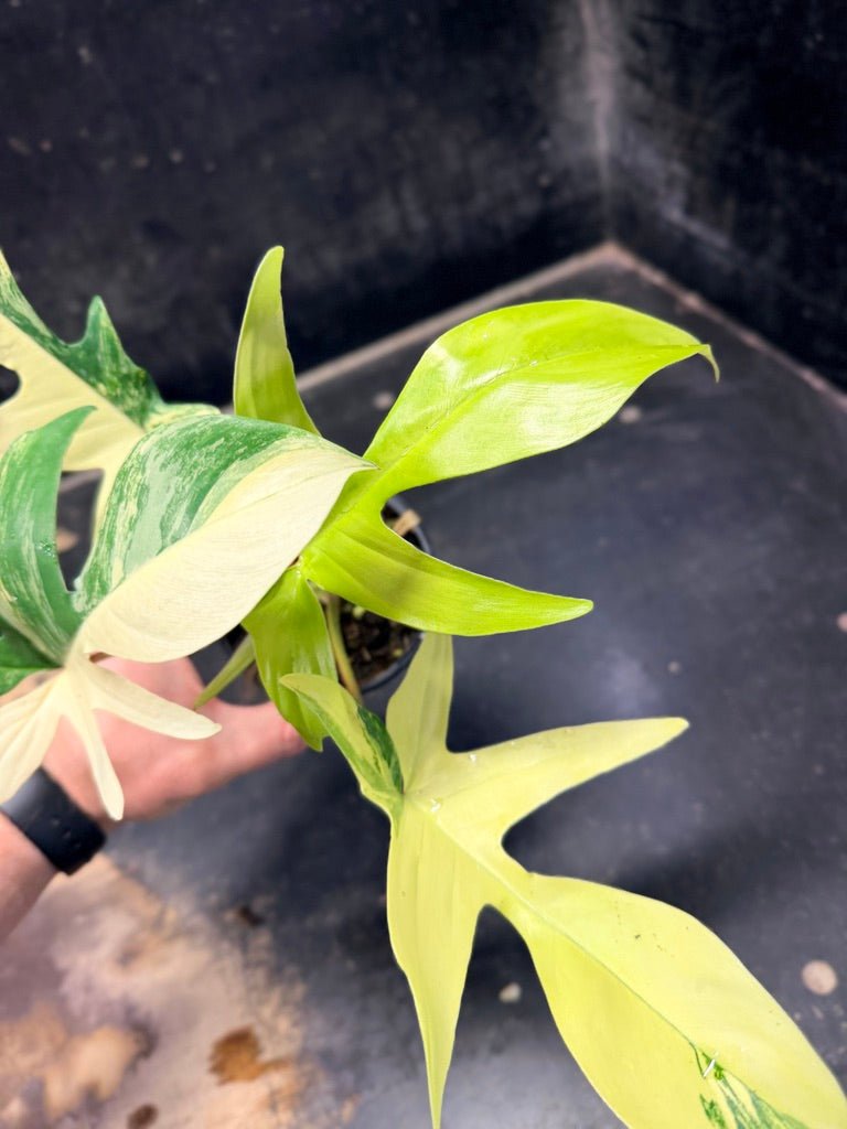 Handpicked 88 - Philodendron Pedatum Florida Beauty - 100mm Pot | Uprooted