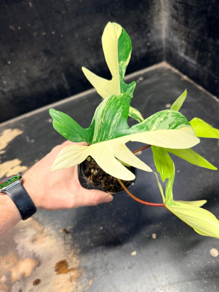 Handpicked 88 - Philodendron Pedatum Florida Beauty - 100mm Pot | Uprooted