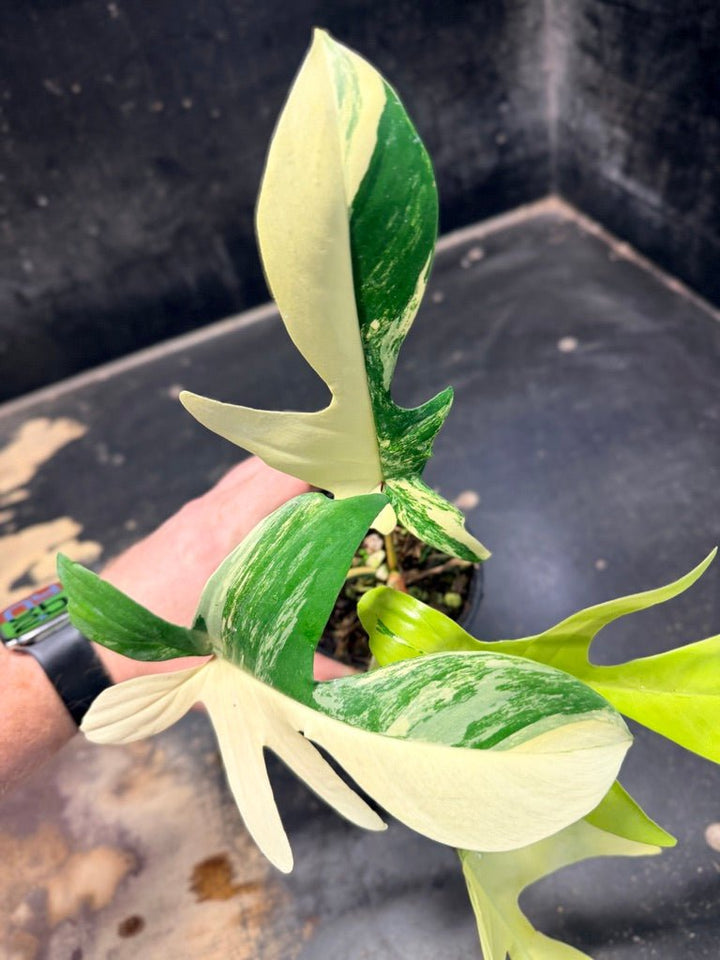 Handpicked 88 - Philodendron Pedatum Florida Beauty - 100mm Pot | Uprooted