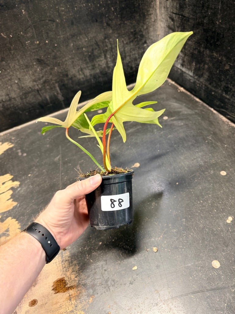 Handpicked 88 - Philodendron Pedatum Florida Beauty - 100mm Pot | Uprooted