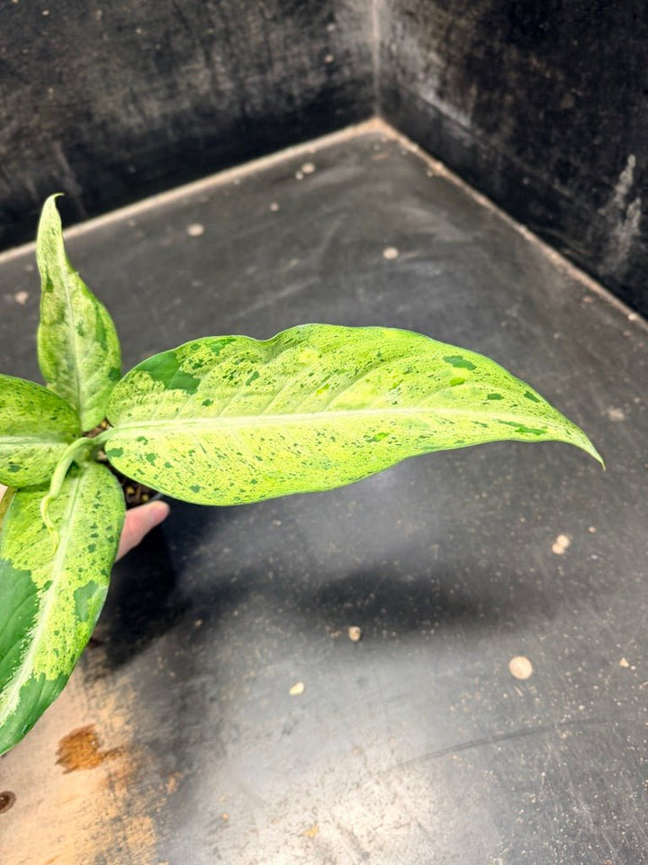 Handpicked 89 - Dieffenbachia Seguine - Camouflage - 100mm Pot | Uprooted