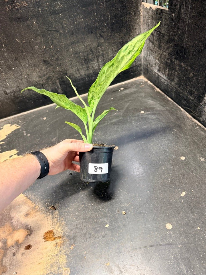 Handpicked 89 - Dieffenbachia Seguine - Camouflage - 100mm Pot | Uprooted
