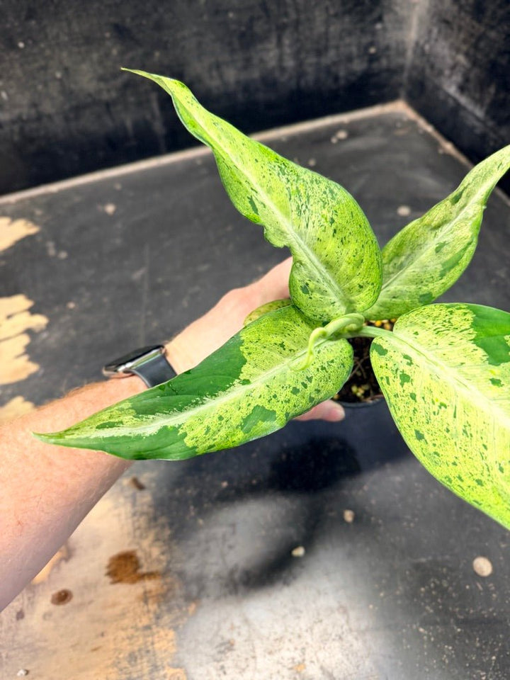 Handpicked 89 - Dieffenbachia Seguine - Camouflage - 100mm Pot | Uprooted