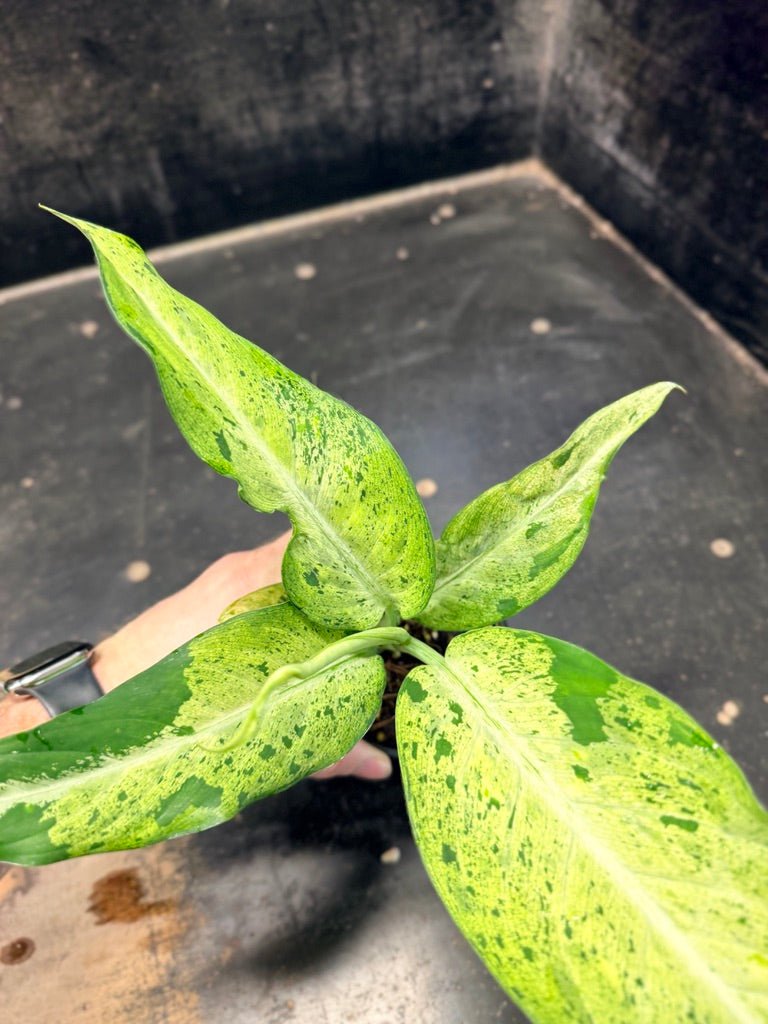 Handpicked 89 - Dieffenbachia Seguine - Camouflage - 100mm Pot | Uprooted