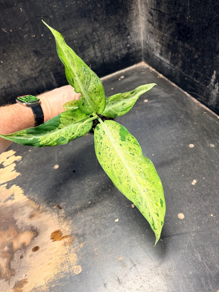 Handpicked 89 - Dieffenbachia Seguine - Camouflage - 100mm Pot | Uprooted