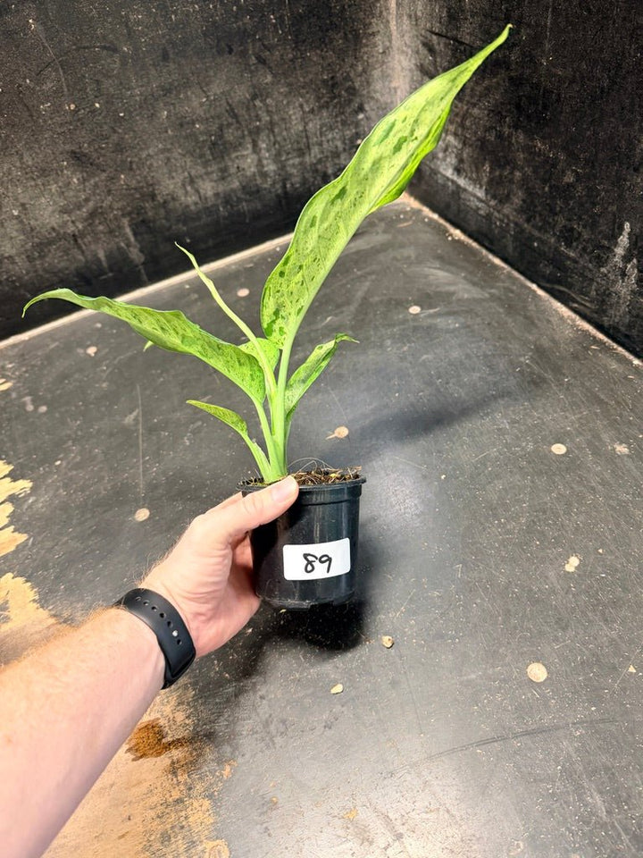 Handpicked 89 - Dieffenbachia Seguine - Camouflage - 100mm Pot | Uprooted