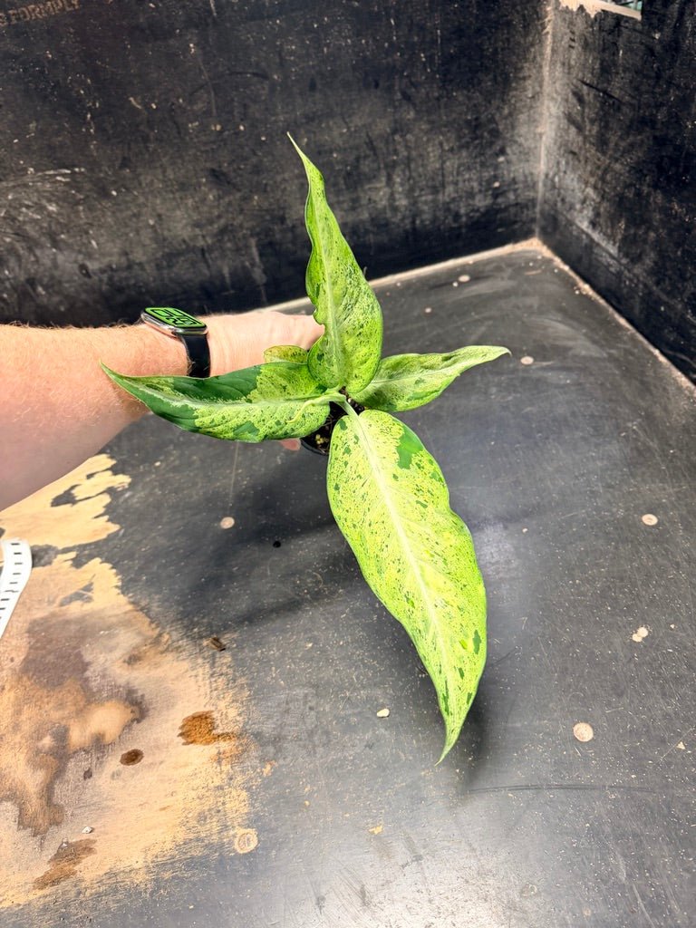 dieffenbachia australia Handpicked #89 - Dieffenbachia Seguine - Camouflage