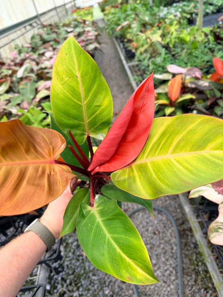 Handpicked 89 - Philodendron Erubescens - Mccolley's Finale | Uprooted