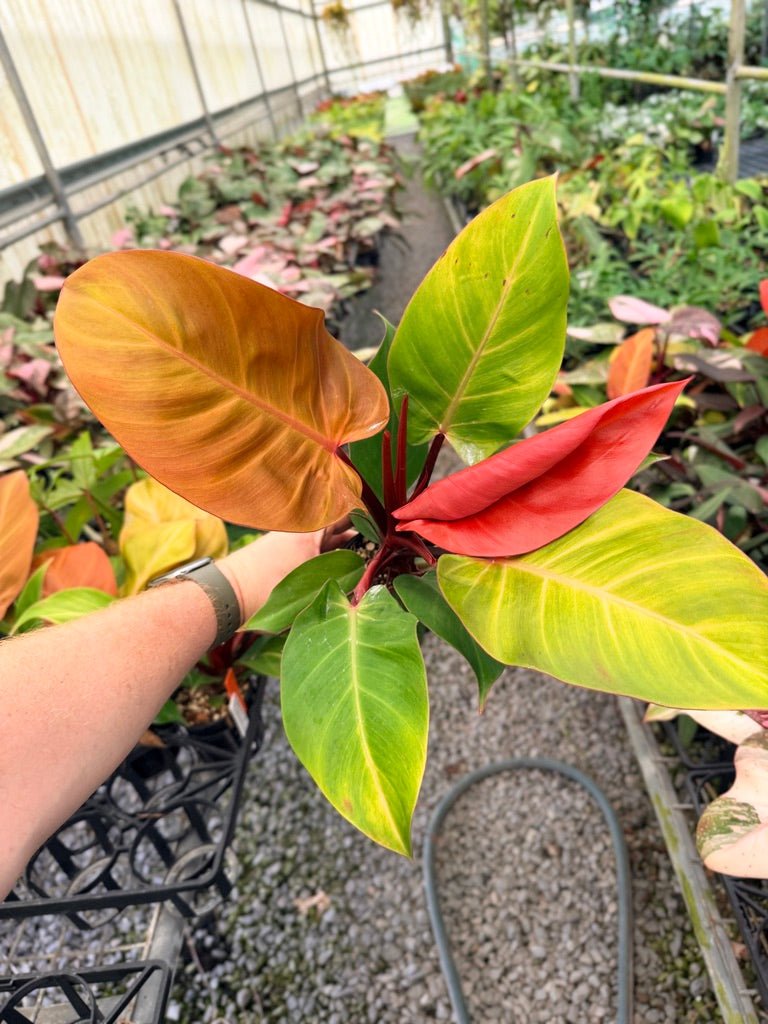 Handpicked 89 - Philodendron Erubescens - Mccolley's Finale | Uprooted