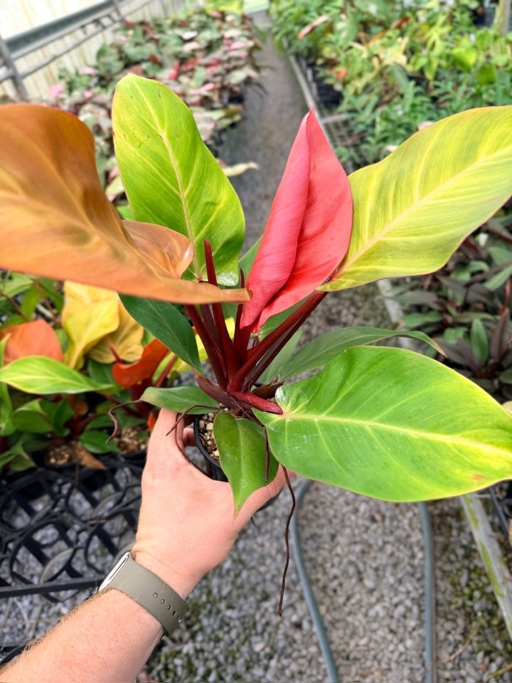 Handpicked 89 - Philodendron Erubescens - Mccolley's Finale | Uprooted