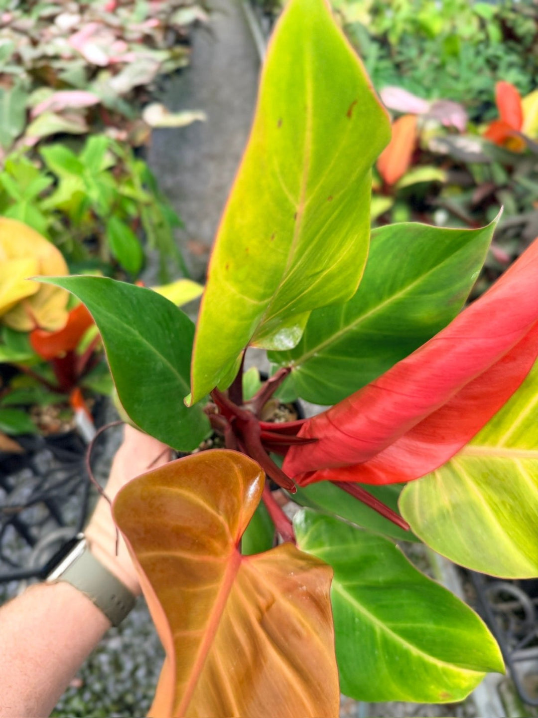 Handpicked 89 - Philodendron Erubescens - Mccolley's Finale | Uprooted