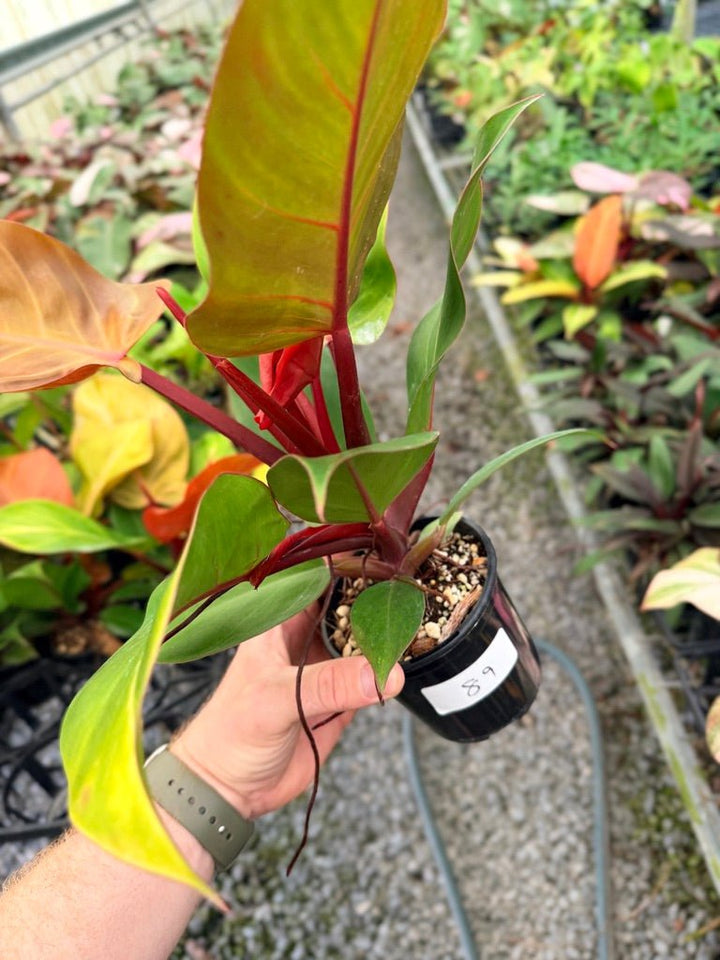 Handpicked 89 - Philodendron Erubescens - Mccolley's Finale | Uprooted