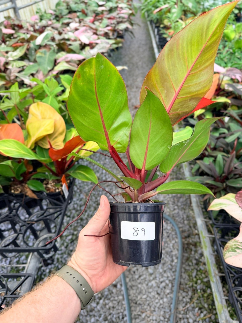 Handpicked 89 - Philodendron Erubescens - Mccolley's Finale | Uprooted