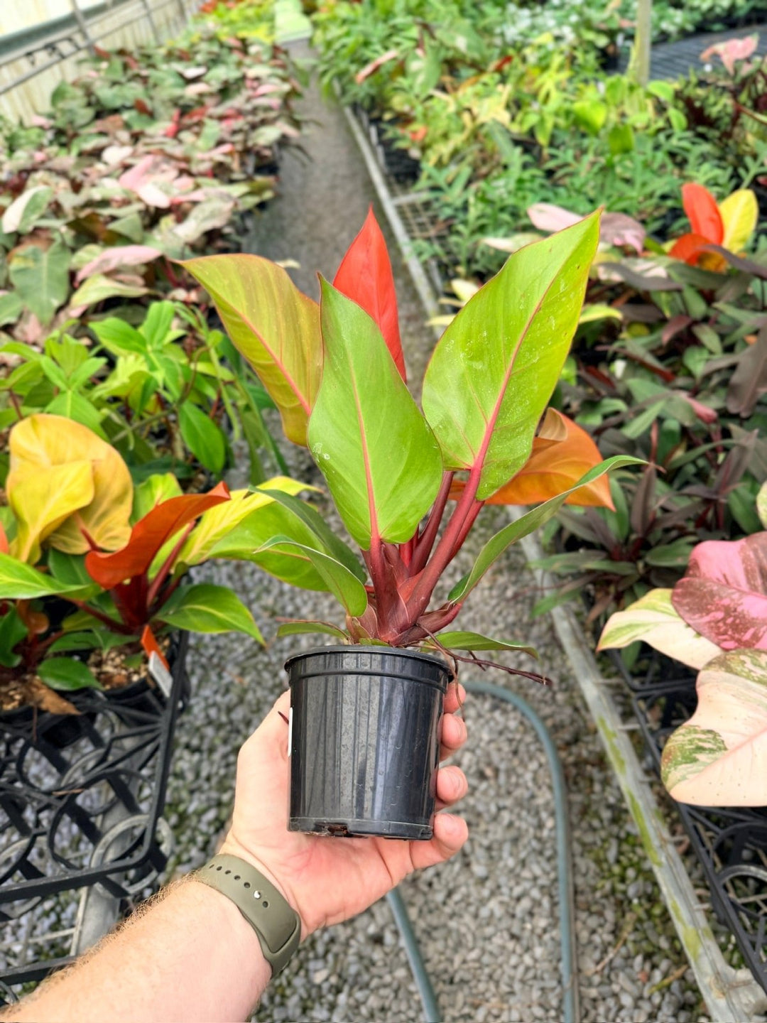 Handpicked 89 - Philodendron Erubescens - Mccolley's Finale | Uprooted