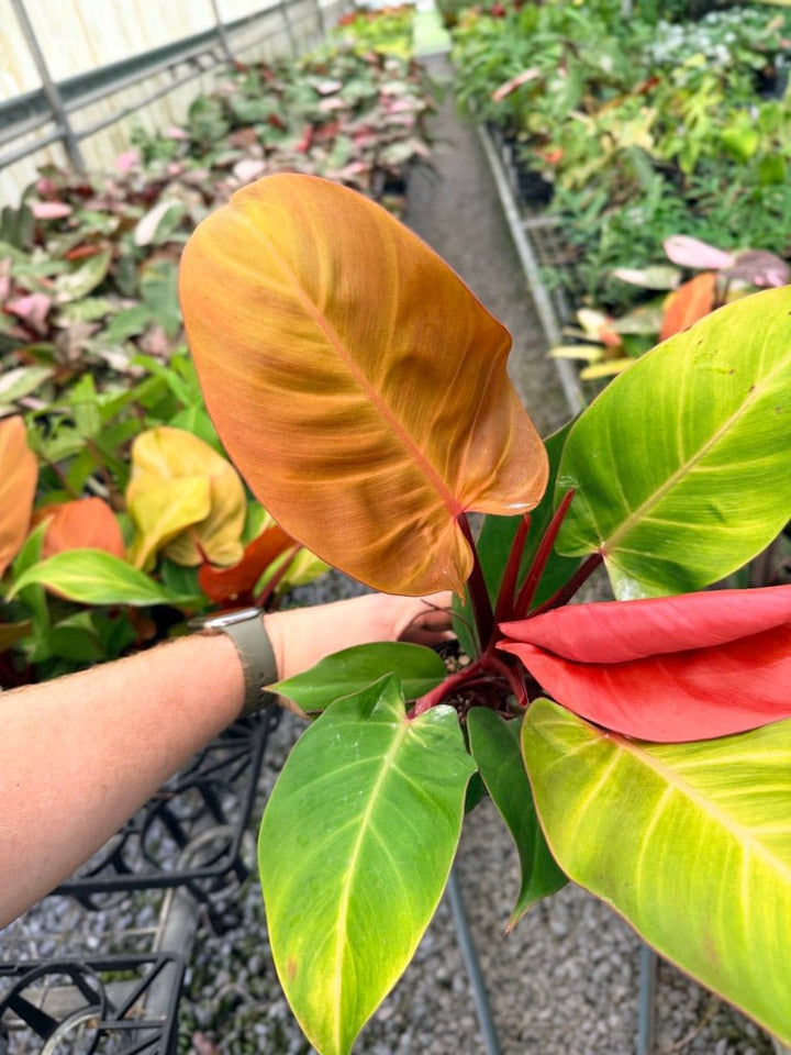 Handpicked 89 - Philodendron Erubescens - Mccolley's Finale | Uprooted