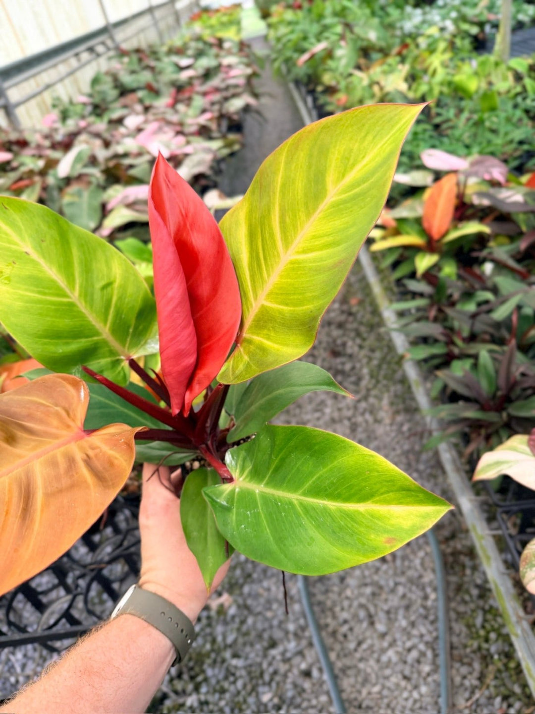 Handpicked 89 - Philodendron Erubescens - Mccolley's Finale | Uprooted