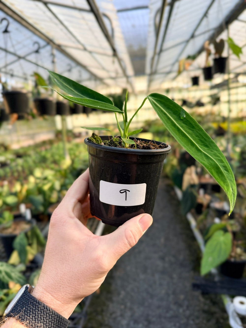 Handpicked 9 - Anthurium Warocqueanum Dark Form | Uprooted