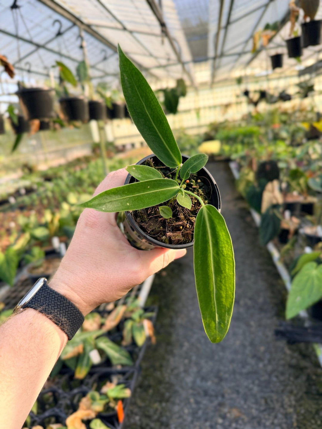 Handpicked 9 - Anthurium Warocqueanum Dark Form | Uprooted