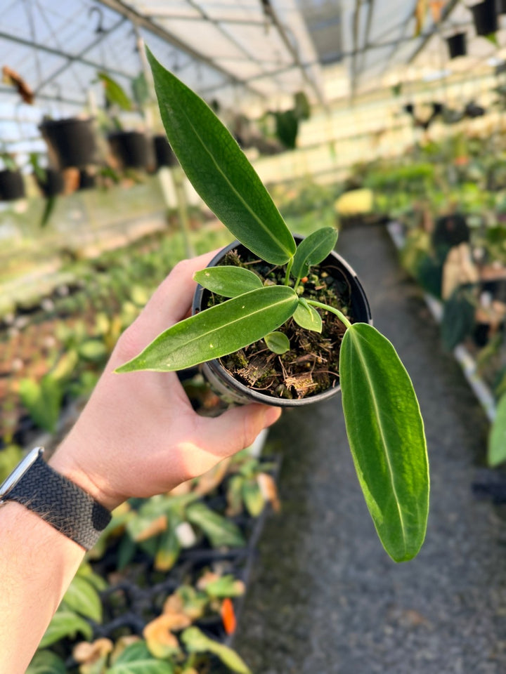 Handpicked 9 - Anthurium Warocqueanum Dark Form | Uprooted