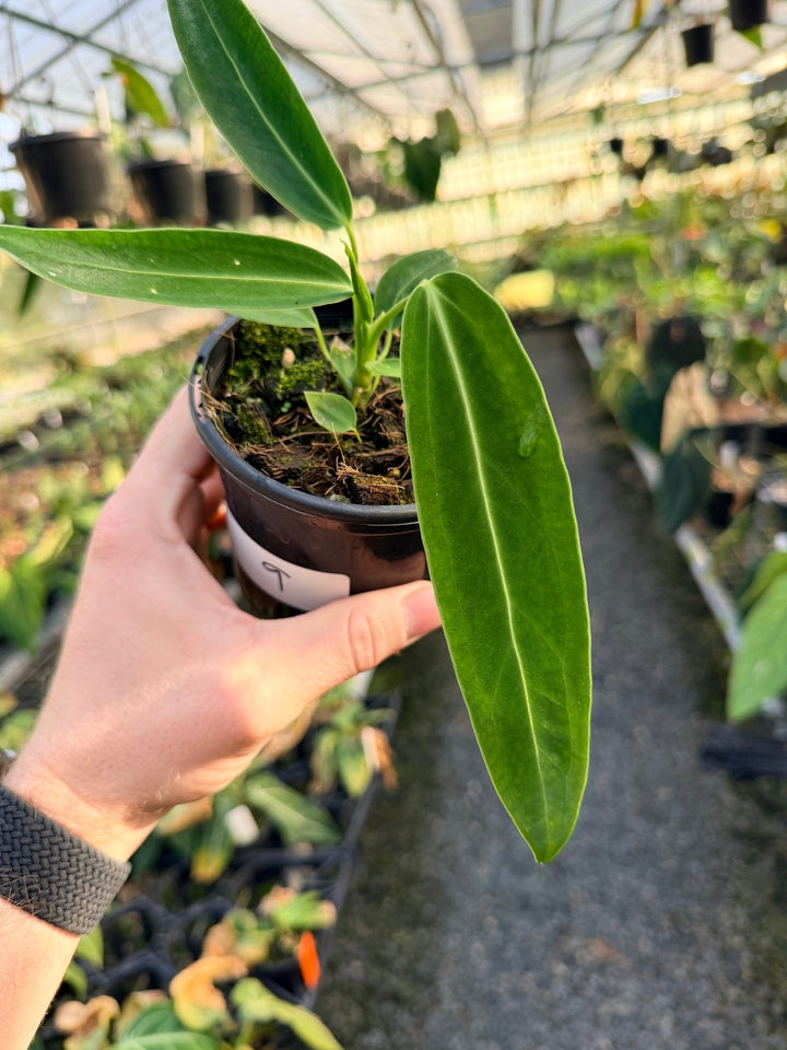Handpicked 9 - Anthurium Warocqueanum Dark Form | Uprooted