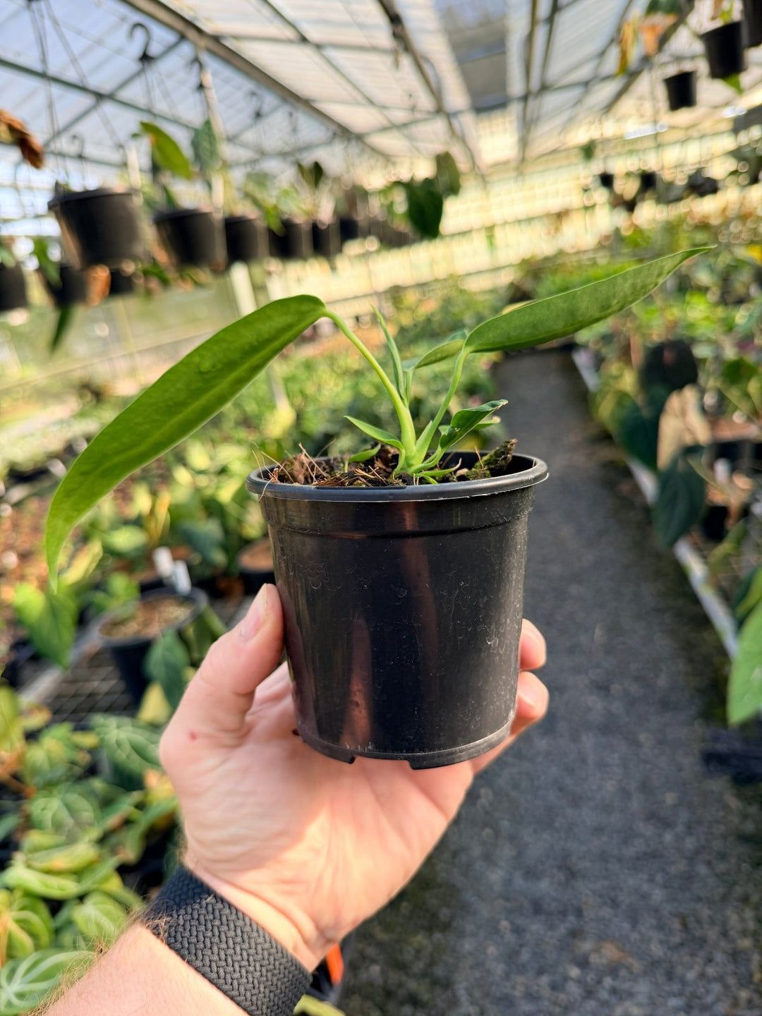 Handpicked 9 - Anthurium Warocqueanum Dark Form | Uprooted