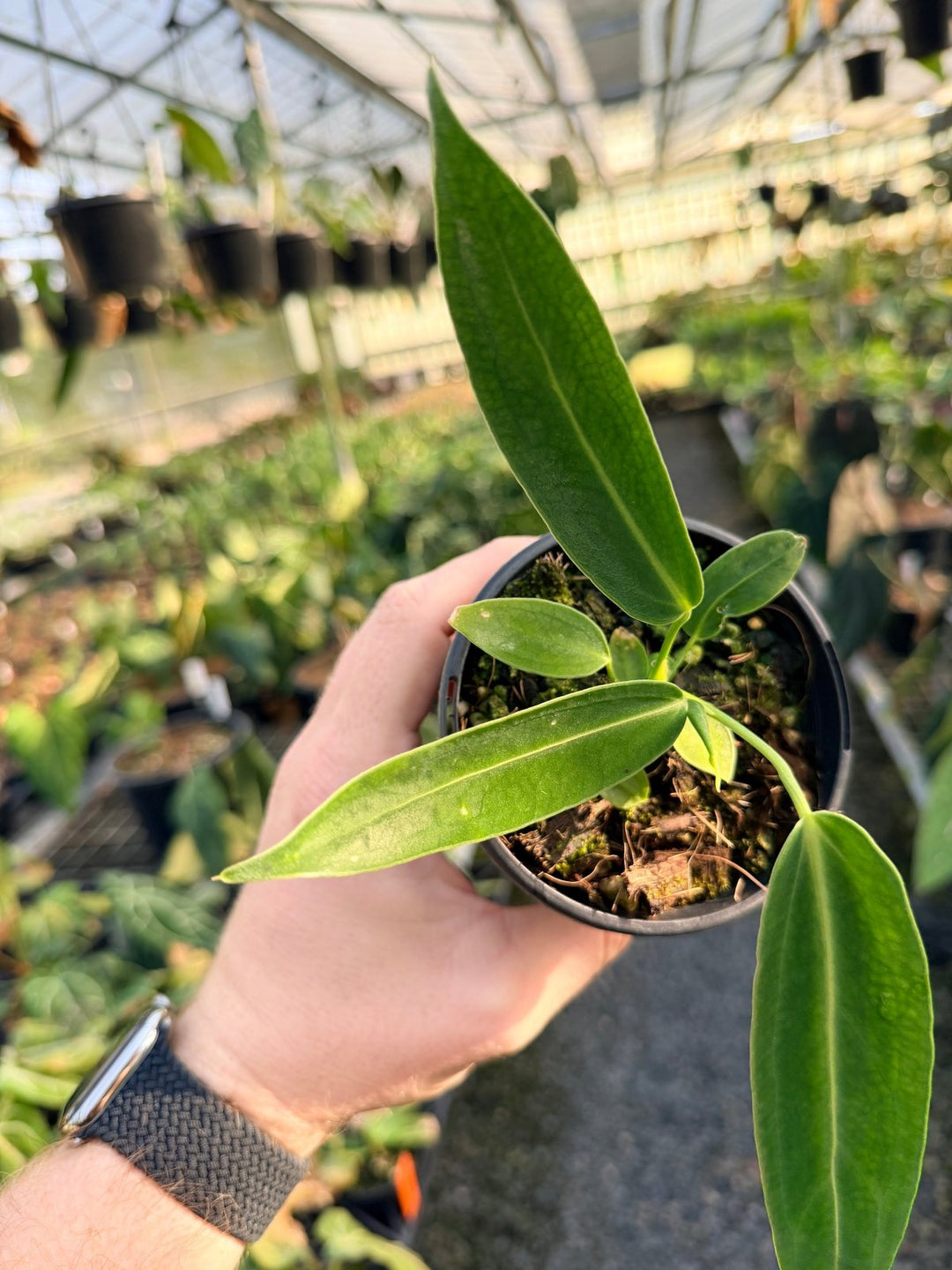 Handpicked 9 - Anthurium Warocqueanum Dark Form | Uprooted