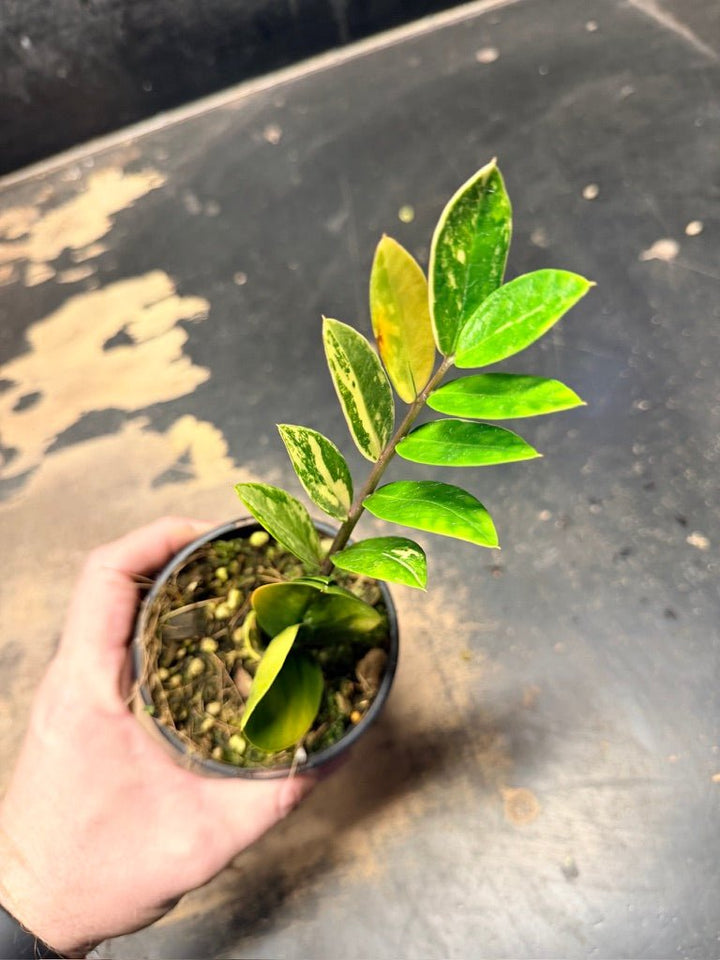 Handpicked 9 - Zamioculcas Zamiifolia Variegata - 100mm Pot | Uprooted