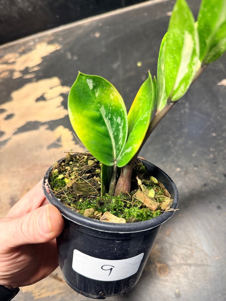 Handpicked 9 - Zamioculcas Zamiifolia Variegata - 100mm Pot | Uprooted