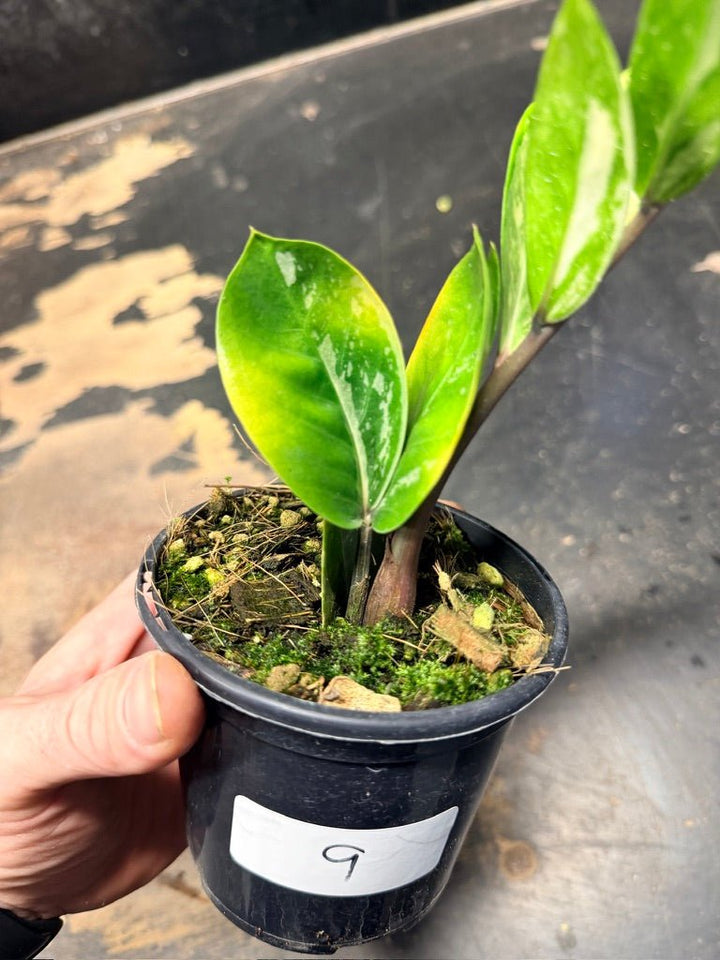 Handpicked 9 - Zamioculcas Zamiifolia Variegata - 100mm Pot | Uprooted