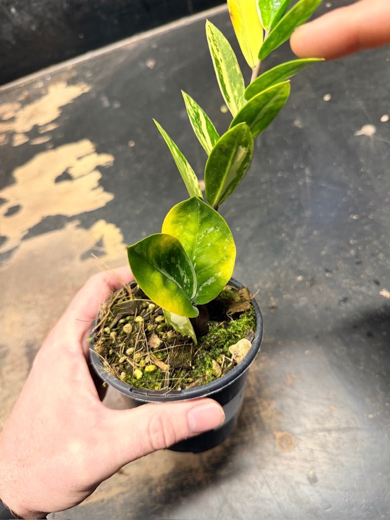 Handpicked 9 - Zamioculcas Zamiifolia Variegata - 100mm Pot | Uprooted