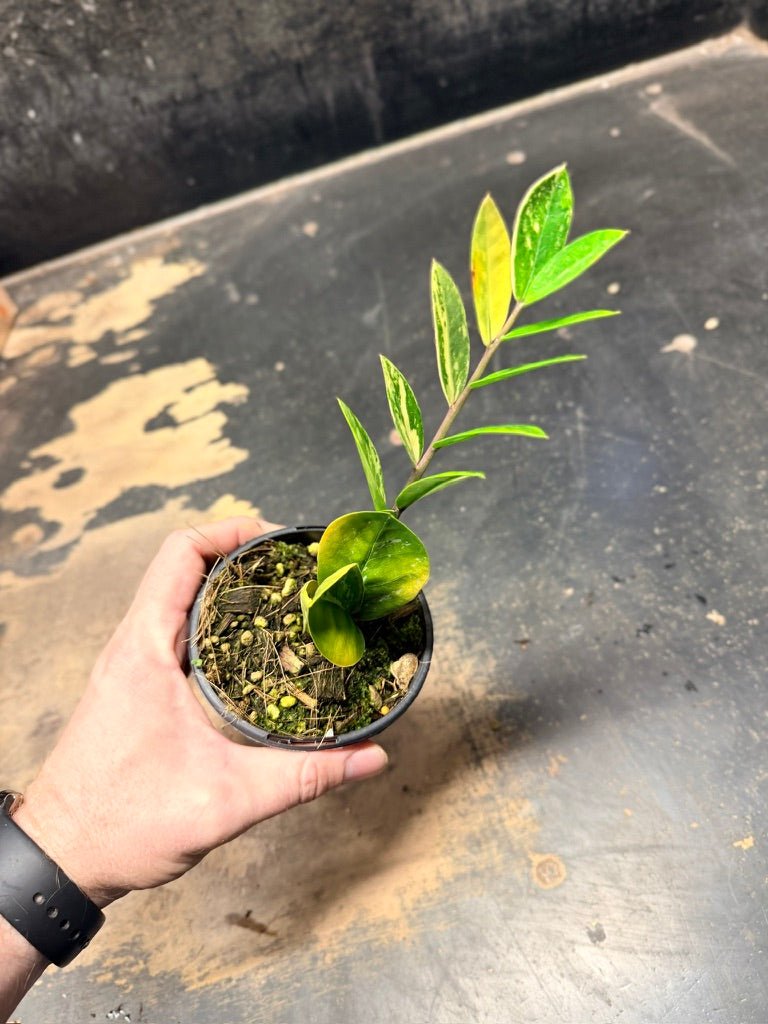 Handpicked 9 - Zamioculcas Zamiifolia Variegata - 100mm Pot | Uprooted