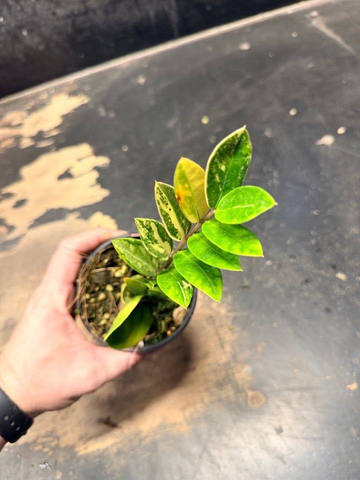 Handpicked 9 - Zamioculcas Zamiifolia Variegata - 100mm Pot | Uprooted