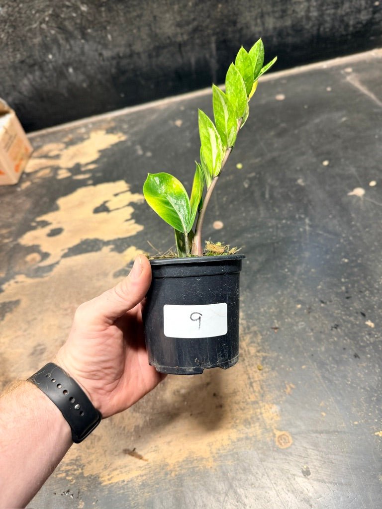 Handpicked 9 - Zamioculcas Zamiifolia Variegata - 100mm Pot | Uprooted