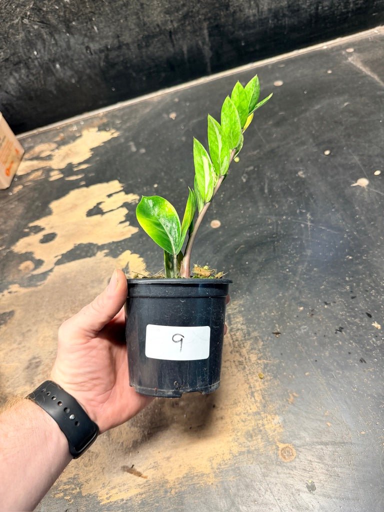 Handpicked 9 - Zamioculcas Zamiifolia Variegata - 100mm Pot | Uprooted